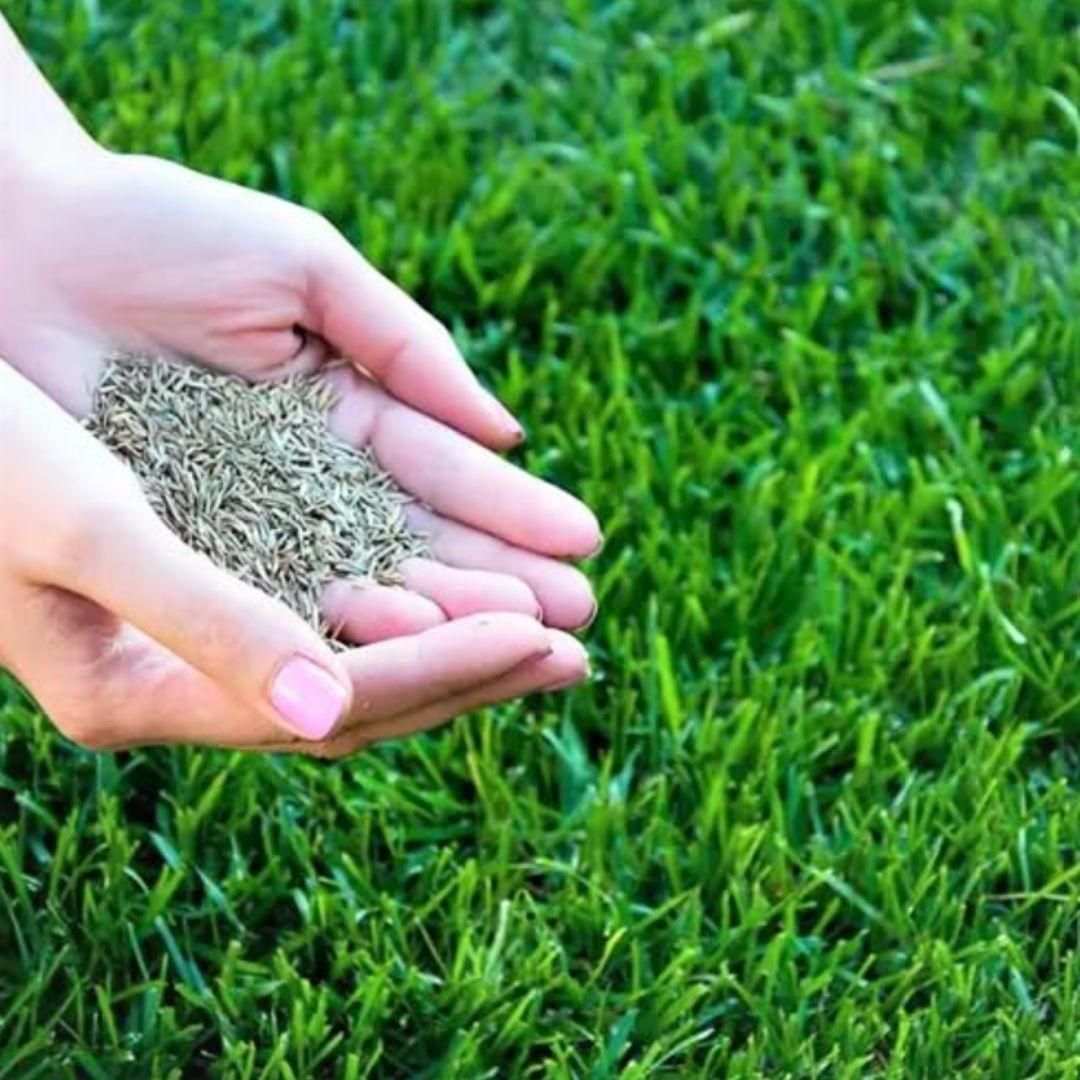 Herbicide Granules Grass Beautiful Home Gardening Pack of 2