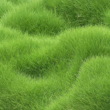 Herbicide Granules Grass Beautiful Home Gardening Pack of 2